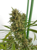 Erdbeer-Diesel-Feminisierte Samen