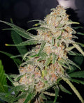 Girl Scout Cookies Feminisierte Samen