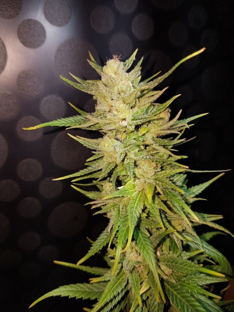 Semillas feminizadas de Malawi Gold