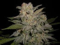 Semillas feminizadas NL #5 x Big Bud #1 Auto