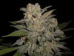 NL #5 x Big Bud #1 Auto Feminisierte Samen