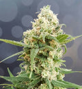 Semillas feminizadas de Pineapple Auto