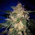 Amnesia Auto Feminisierte Samen