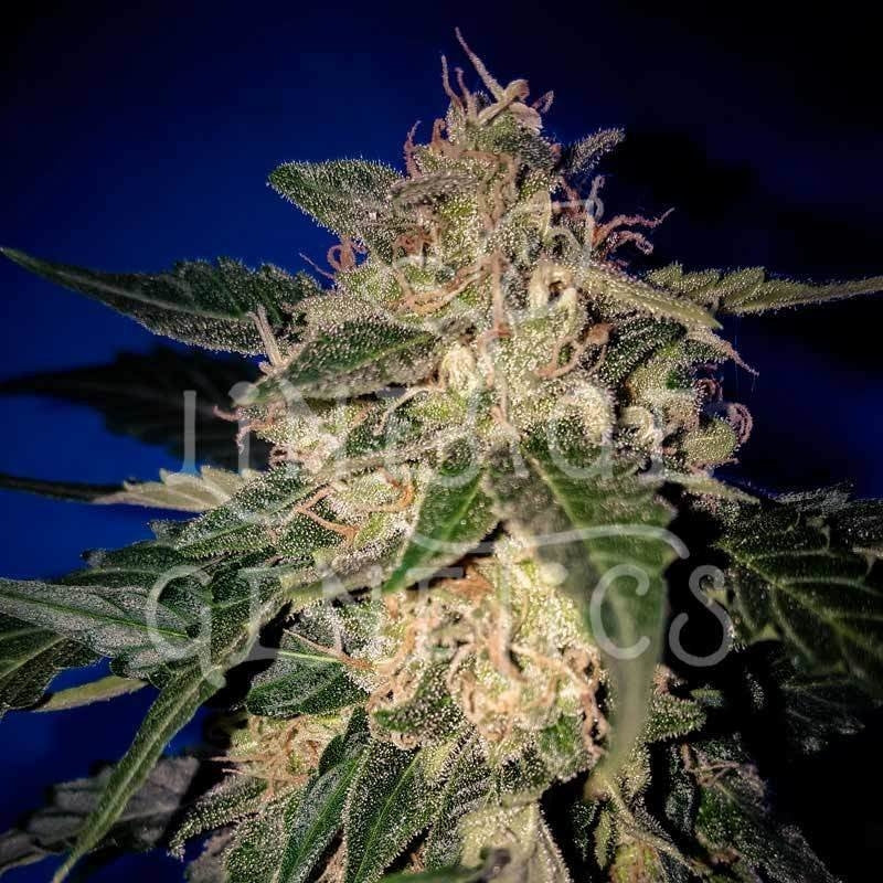Amnesia Auto Feminisierte Samen