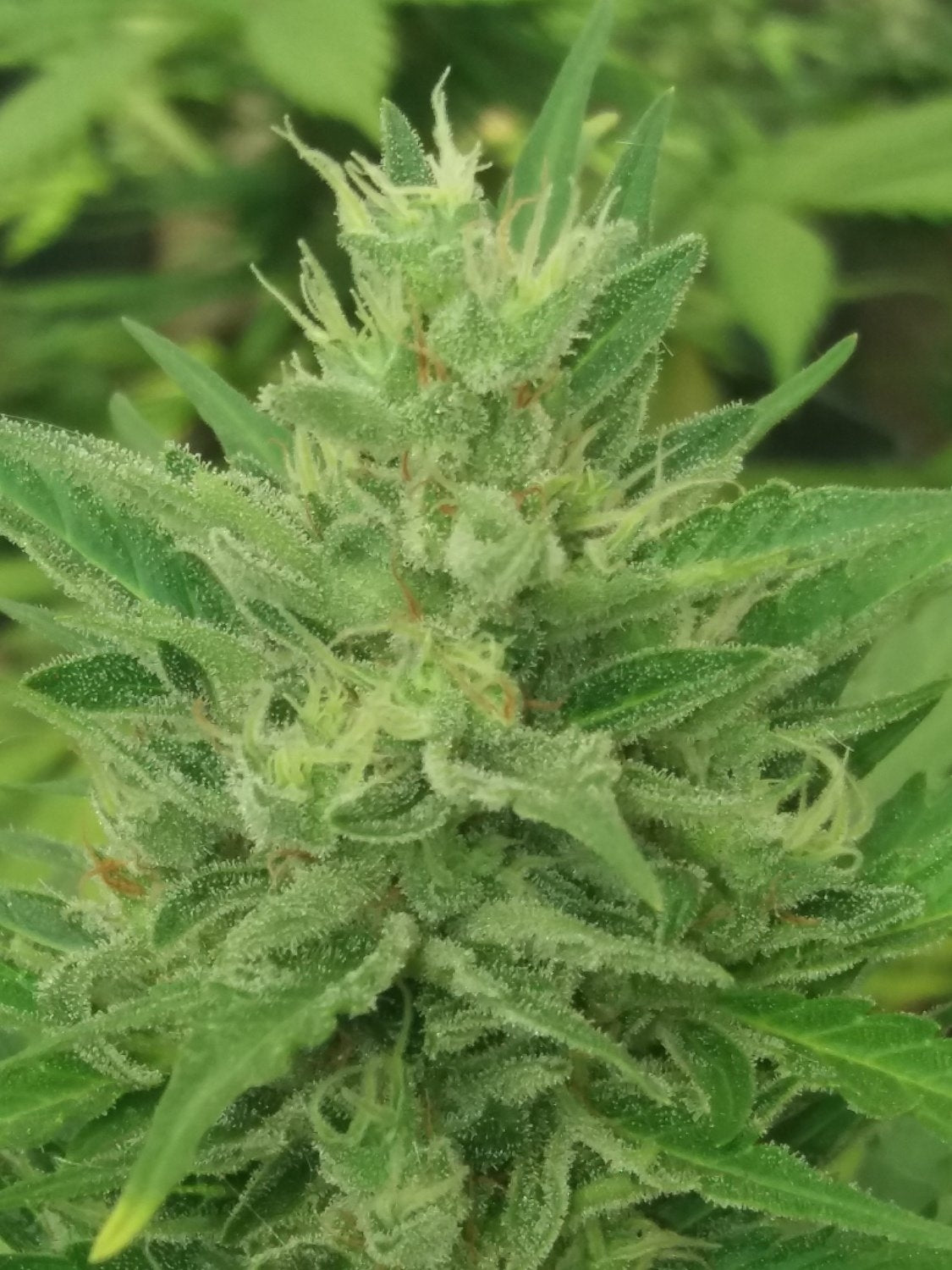 Semillas feminizadas de Caramel Creme Auto