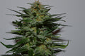 Semillas feminizadas de BlackBerry Auto