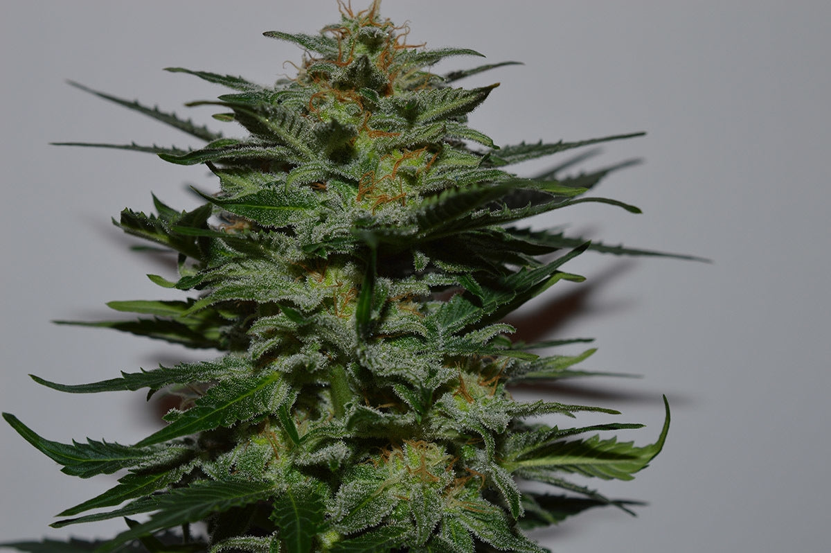 Semillas feminizadas de BlackBerry Auto