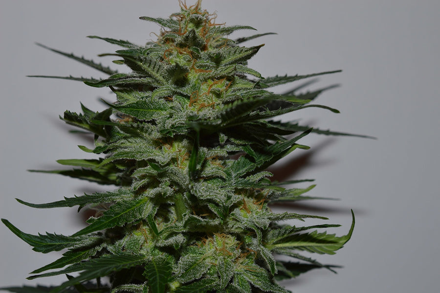 BlackBerry Auto Feminisierte Samen
