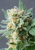 Grapefruit-Auto-Feminisierte Samen