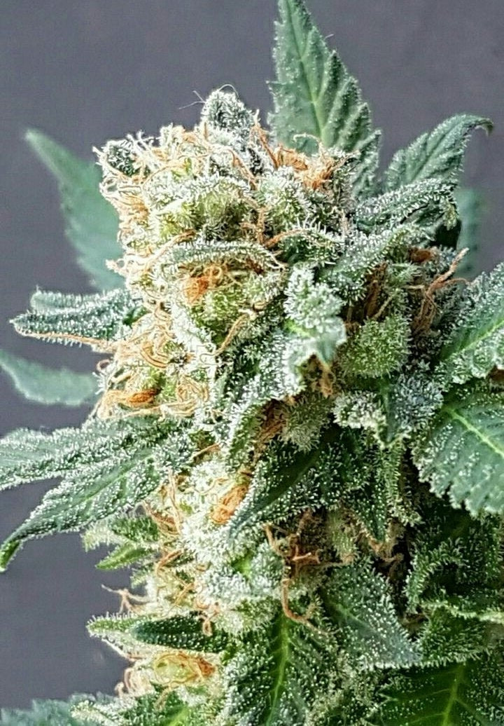 Grapefruit-Auto-Feminisierte Samen