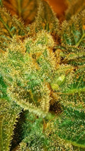 Semillas regulares de Holy Bubba