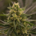 Harlekin x Super Sour Diesel Reguläre Samen