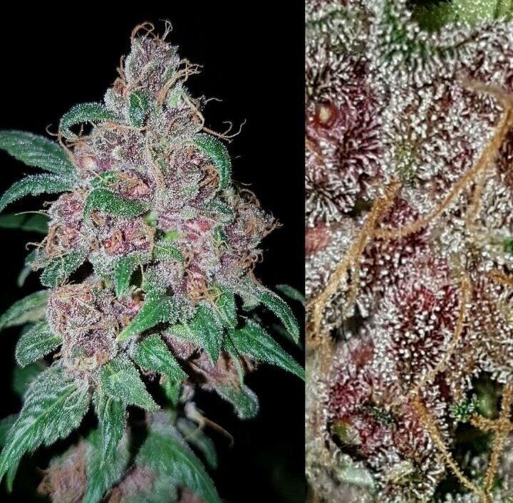 Orange Purple Berry Regular Seeds