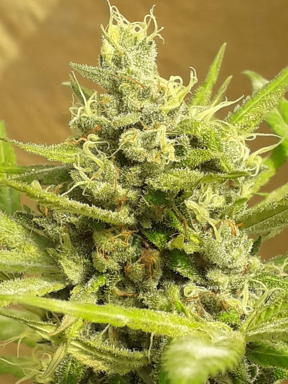 Semillas feminizadas de Girl Scout Cookies Auto