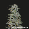 Semillas feminizadas de Boy Scout Cookies