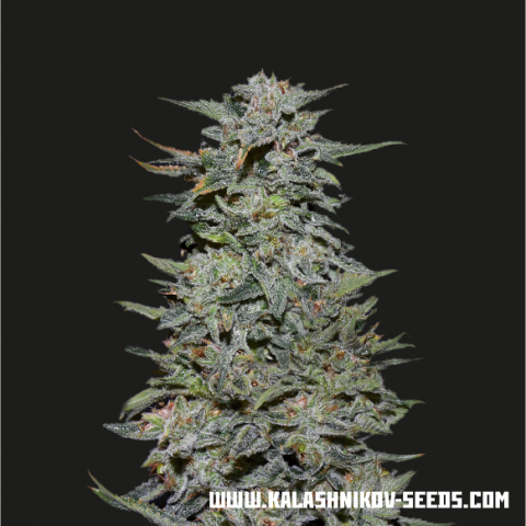 Semillas feminizadas de Boy Scout Cookies