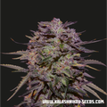 Semillas feminizadas de Purple Russian Express