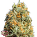 Semillas feminizadas Fully Loaded Auto