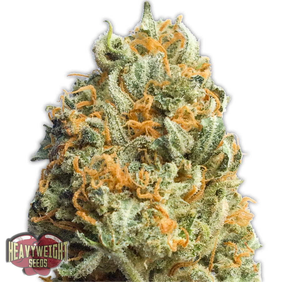 Fully Loaded Auto Feminised Seeds