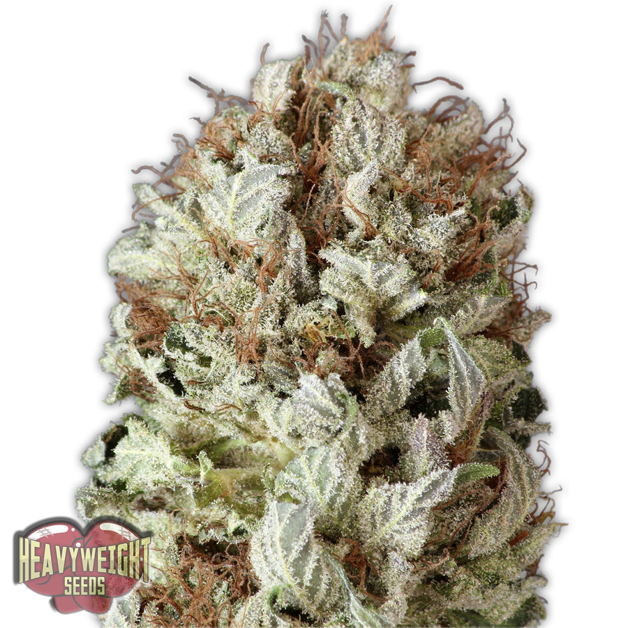 Extreme Impact Auto Feminised Seeds