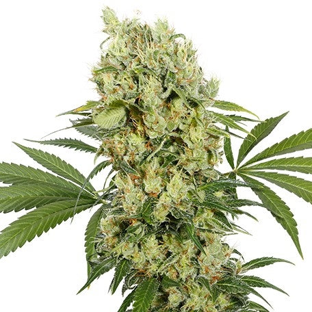 Semillas feminizadas Medikit CBD