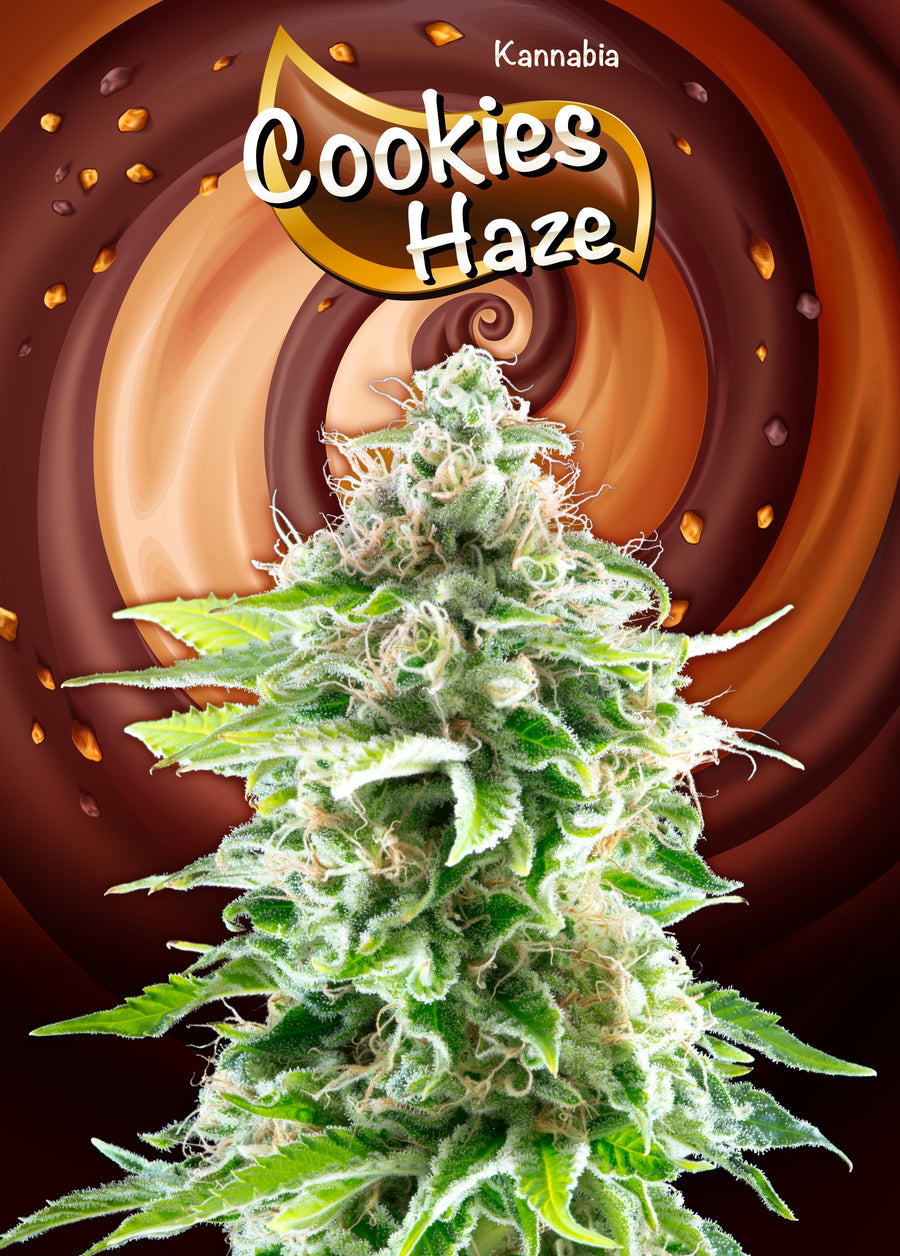 Cookies Haze Feminised Seeds