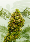 Semillas feminizadas Swiss Dream CBD
