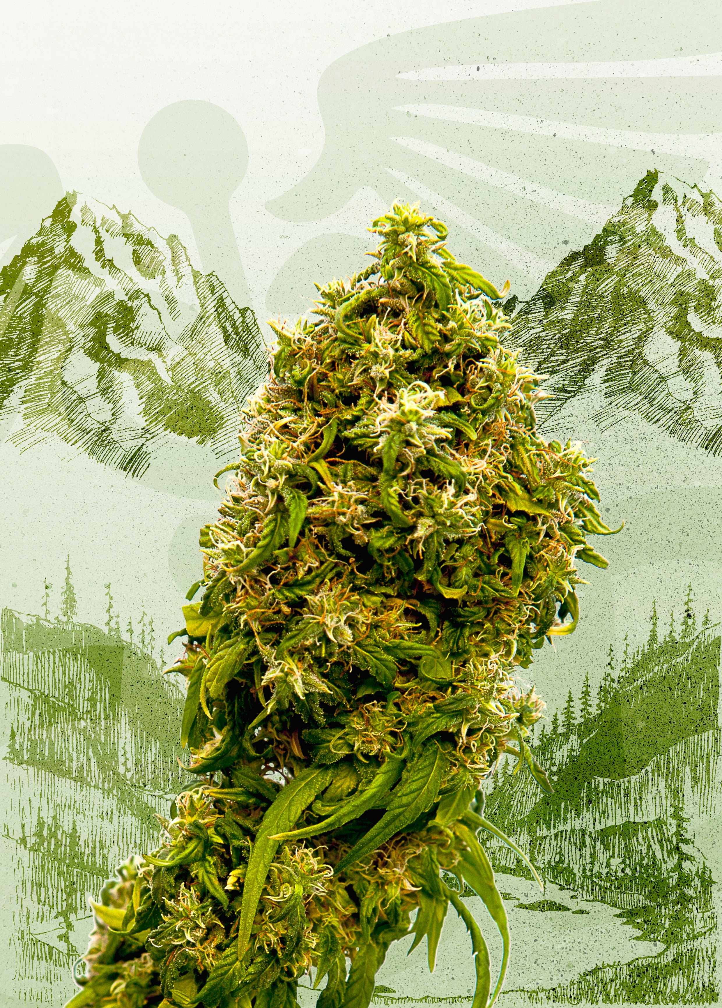Semillas feminizadas Swiss Dream CBD