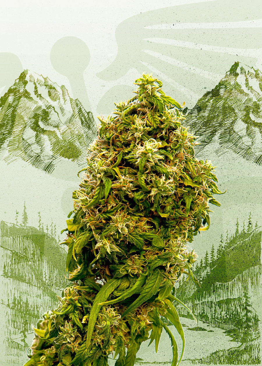 Swiss Dream CBD Feminised Seeds