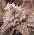 Semillas feminizadas Shabba Love CBD