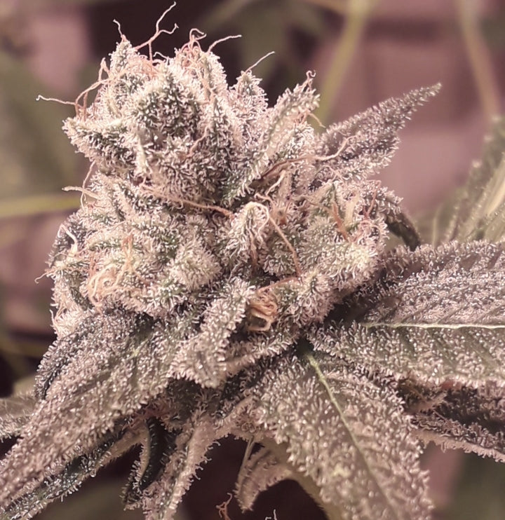Shabba Love CBD feminisierte Samen