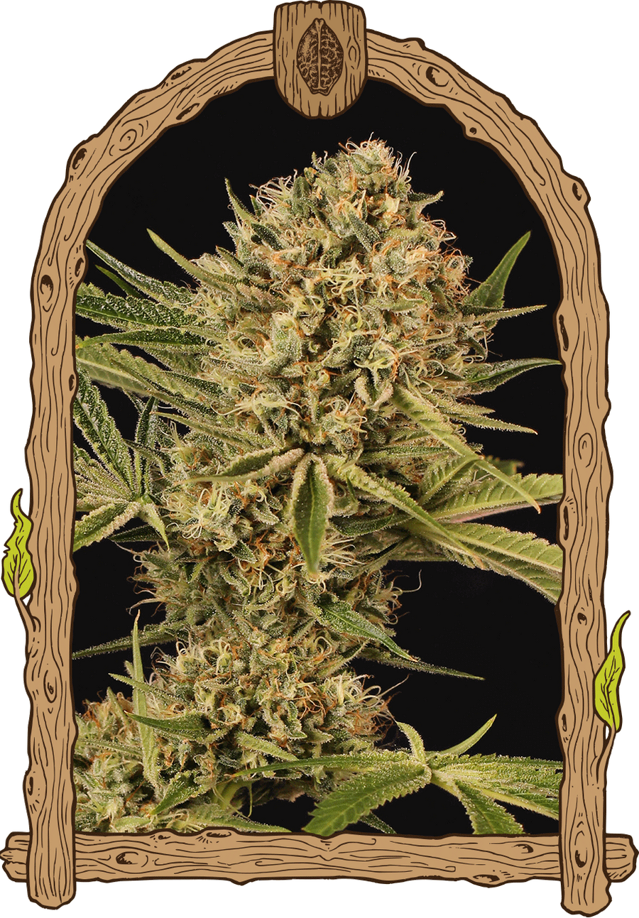 Herz OG Feminised Seeds