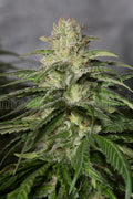 Semillas feminizadas OG Kush CBD