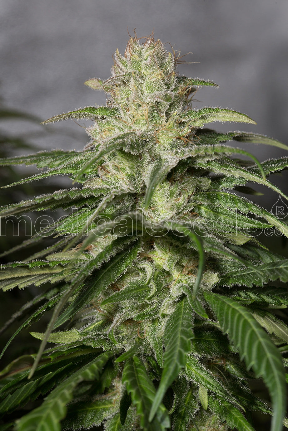 Semillas feminizadas OG Kush CBD