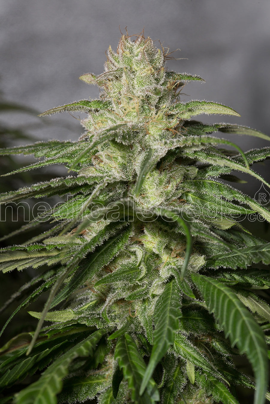OG Kush CBD Feminised Seeds