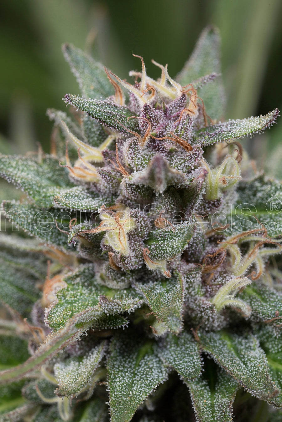 Bluehell Auto Feminised Seeds