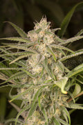 No Name Auto Feminised Seeds