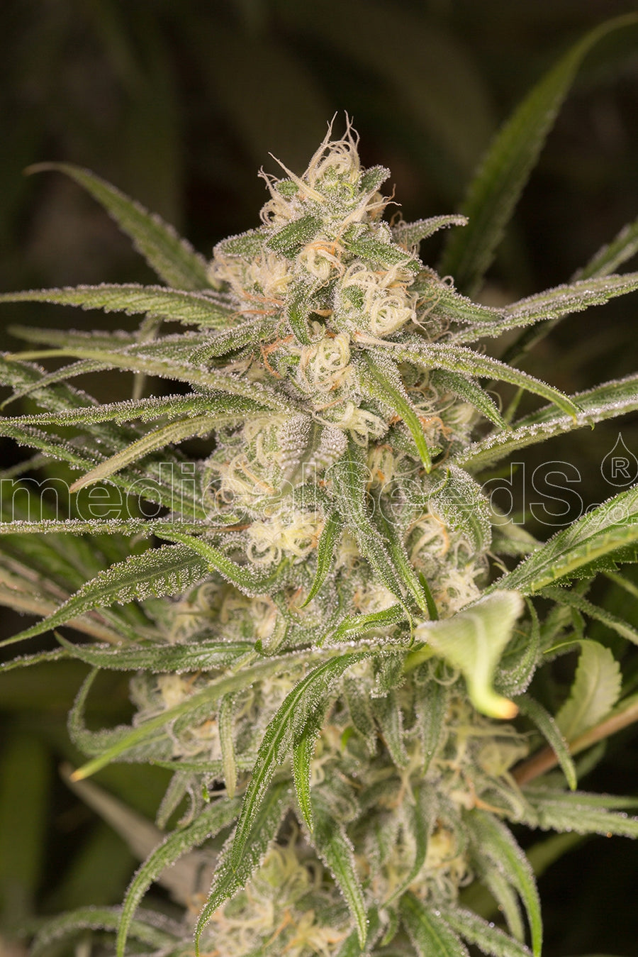 No Name Auto Feminised Seeds
