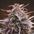 Semillas regulares de Purple Haze x Malawi