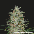 Semillas feminizadas de White Russian OG