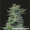 Semillas feminizadas de Lavanda Cream