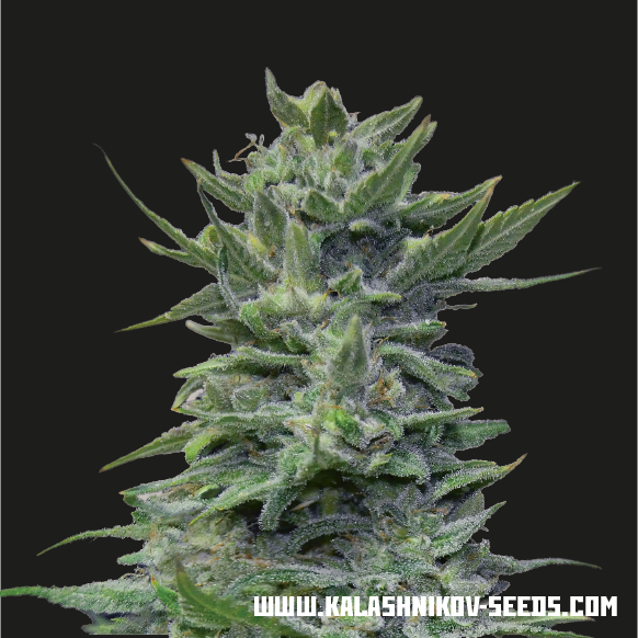 Semillas feminizadas de Lavanda Cream