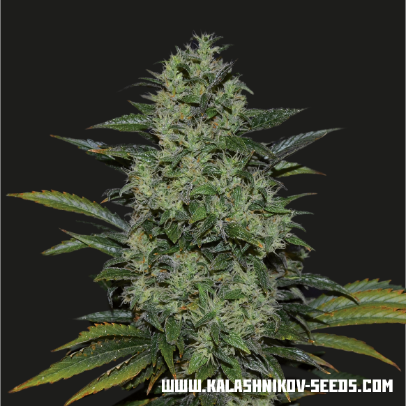 Power Russian Feminised Seeds