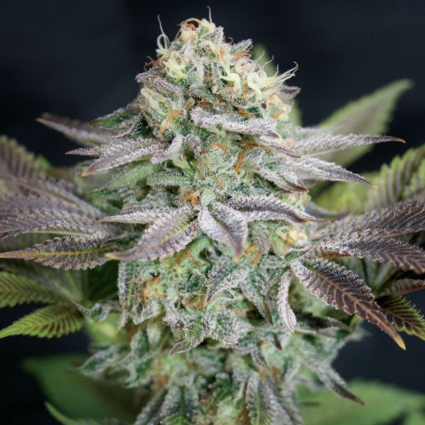 Semillas feminizadas Blue Dream