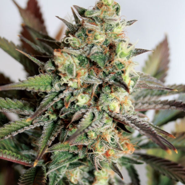 Semillas feminizadas de Girl Scout Cookies