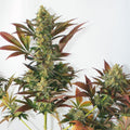 Larry's Lemon OG Feminised Seeds