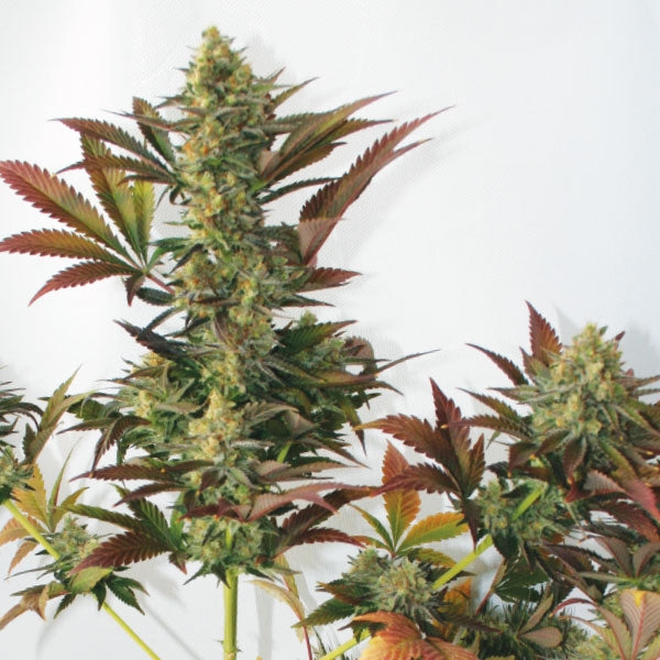 Semillas Feminizadas de Larry's Lemon OG