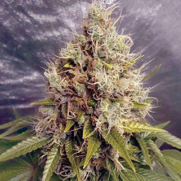 Semillas feminizadas de Kush Mass Auto