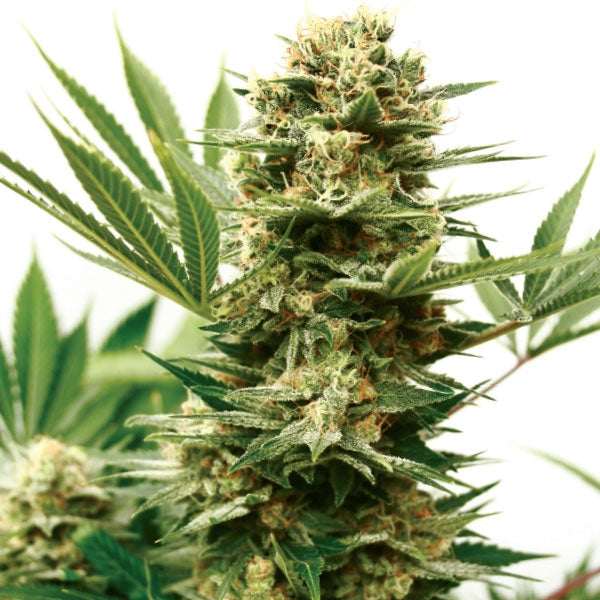 Semillas feminizadas de Mass Shooter Auto