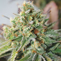 Semillas feminizadas Critical XXL Auto